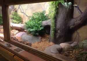 Snake Exhibit